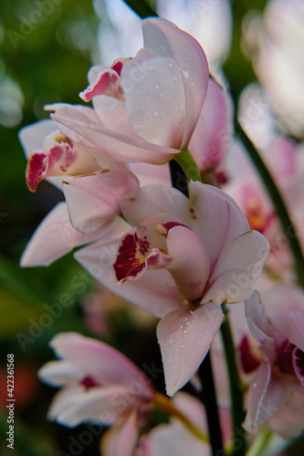 Canvas Print Close-up of gorgeous colorful spring flowers