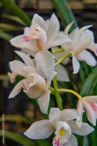 Canvas Print Close-up of gorgeous colorful spring flowers