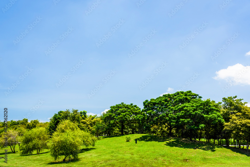 The lush forest and green lawns in the Tainan Metropolitan Park, Taiwan.