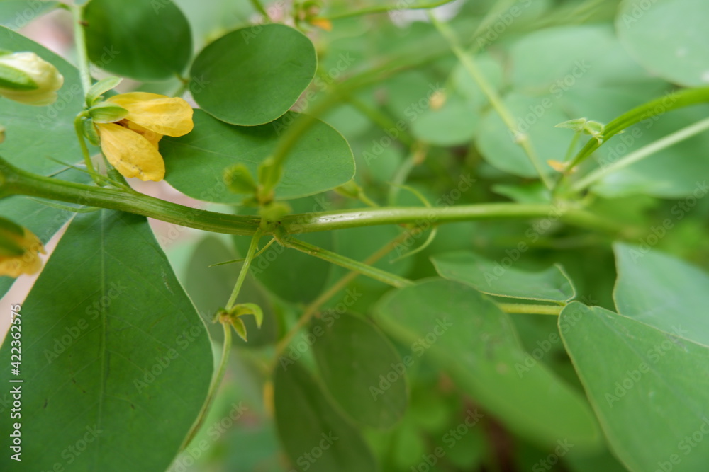 close up of green leaves