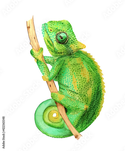 Hand drawn watercolor colorful illustration of green and ocher chameleon on branch isolated on white background.