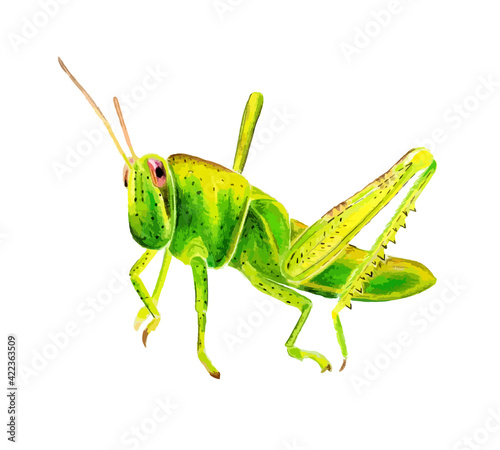 Hand drawn watercolor colorful illustration of green and yellow grasshopper isolated on white background.