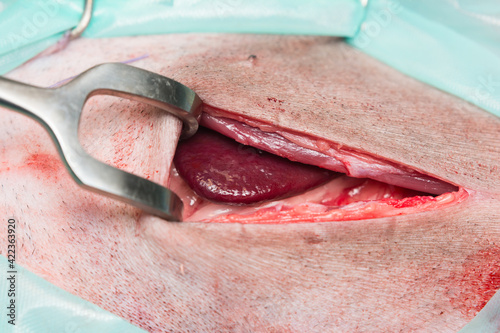 portion of the liver in a cat's abdomen during surgery photo