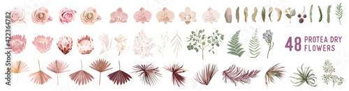 Dried pampas grass, rose, protea, orchid flowers, tropical palm leaves vector bouquets