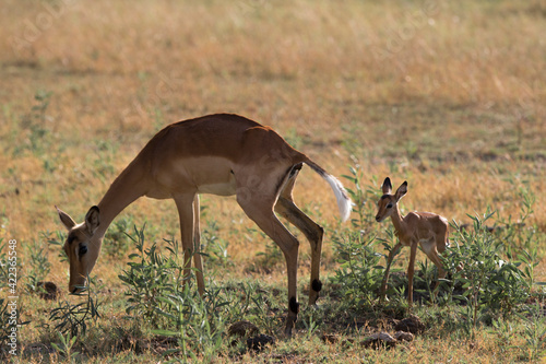Impala calf Botswana Africa Okavango Delta 