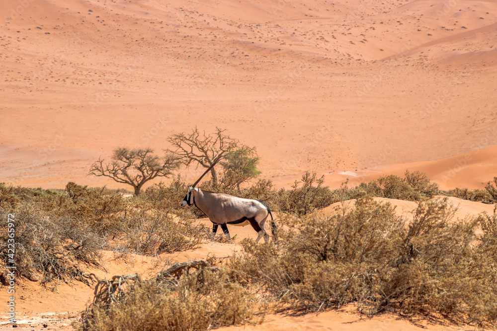 Obraz oryx antelope in Namibia
