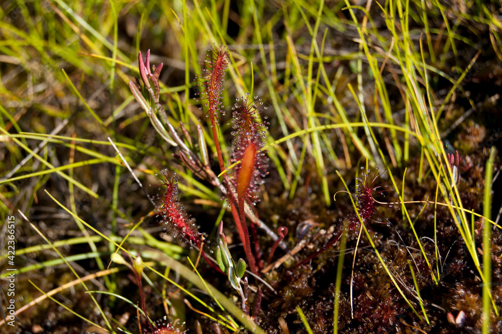 Fototapeta premium Close up of a sundew