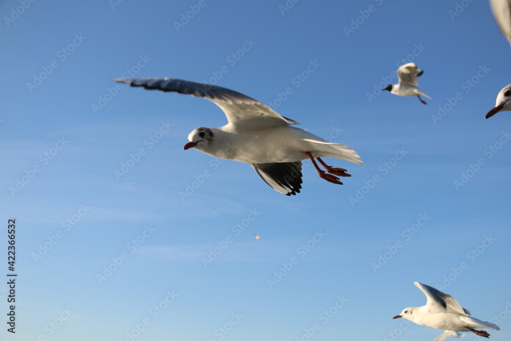 cute sea gulls in Turkey, Istanbul Strait ferry ride. selective focus. cute sea gulls in Turkey, Istanbul Strait ferry ride. selective focus.