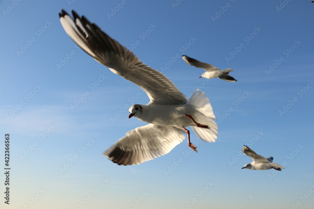 cute sea gulls in Turkey, Istanbul Strait ferry ride. selective focus. cute sea gulls in Turkey, Istanbul Strait ferry ride. selective focus.