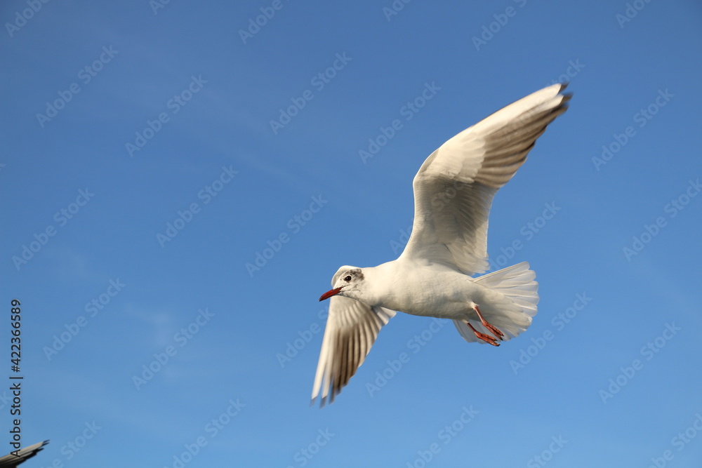 cute sea gulls in Turkey, Istanbul Strait ferry ride. selective focus. cute sea gulls in Turkey, Istanbul Strait ferry ride. selective focus.