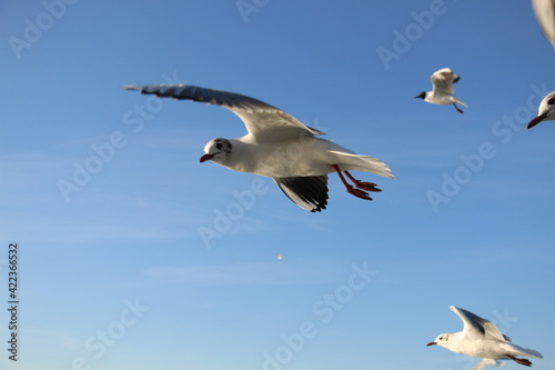 cute sea gulls in Turkey, Istanbul Strait ferry ride. selective focus.