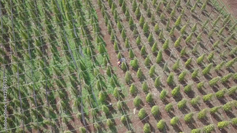 overhead drone shot of group of workers raking leaves ou removing theme from the pepper vines overhead drone shot of group of workers raking leaves ou removing theme from the pepper vines