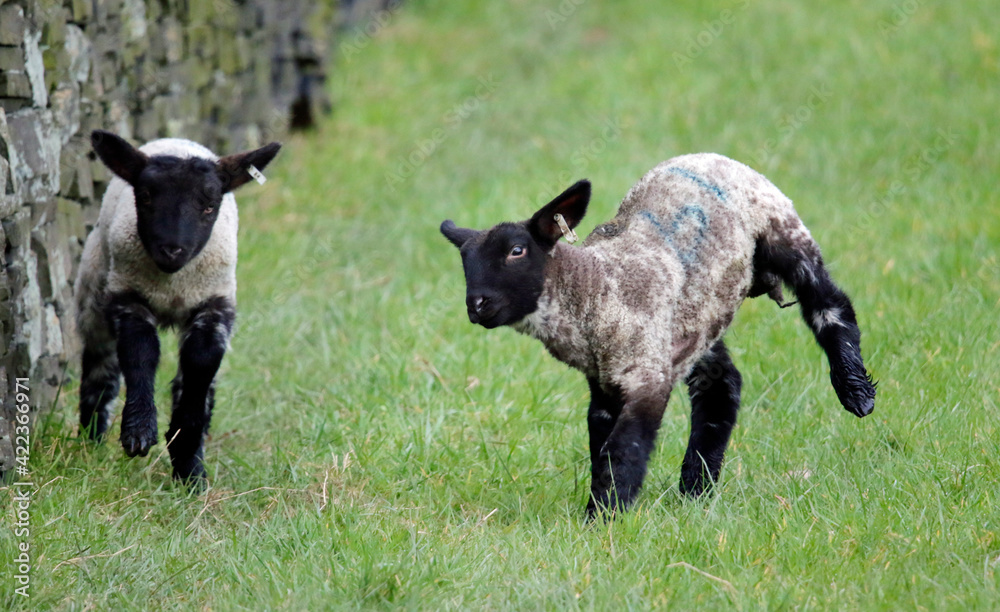 Newborn lambs frolicking in Spring sunshine Newborn lambs frolicking in Spring sunshine