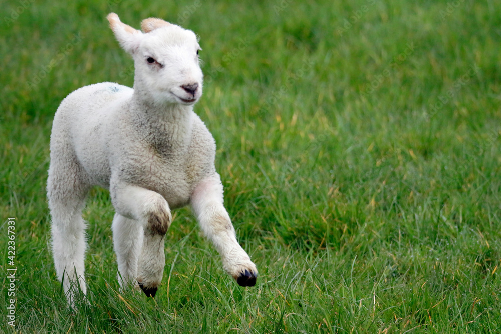 Newborn lambs frolicking in Spring sunshine Newborn lambs frolicking in Spring sunshine