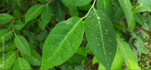 Wallpaper Mural leaf with drops Torontodigital.ca