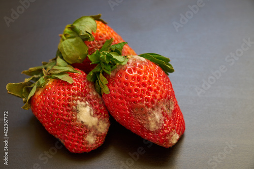 Fotografie Spoiled strawberries covered in mold on the table.