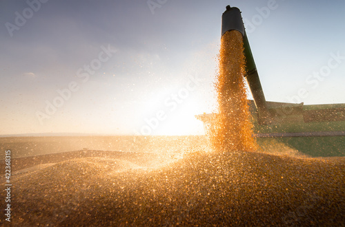 Photo Combine harvester in evening action