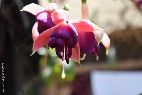 florecilla