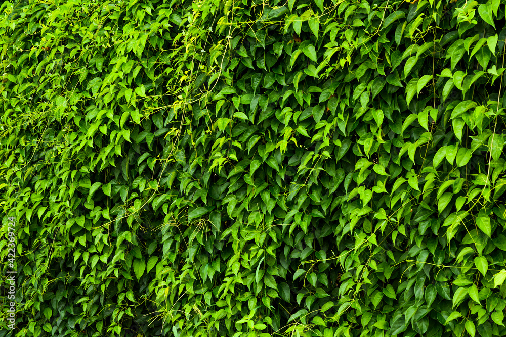 Texture of green leaf wall as a background Texture of green leaf wall as a background