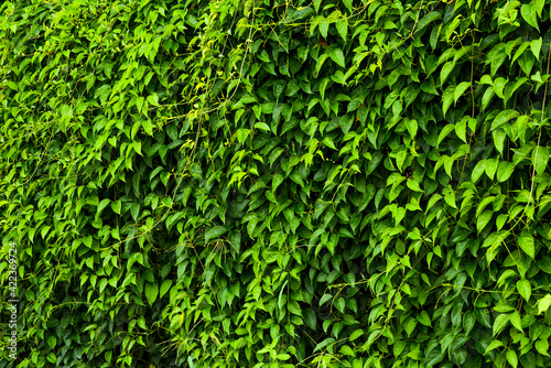 Texture of green leaf wall as a background