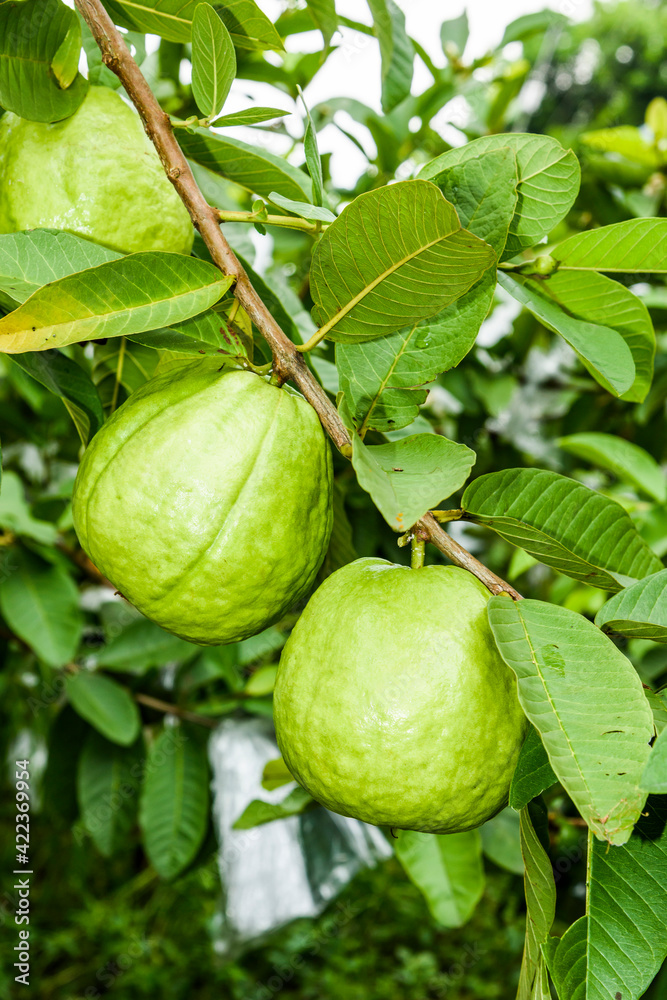 Close-up of guavas fruit growing on the guava tree in Taiwan