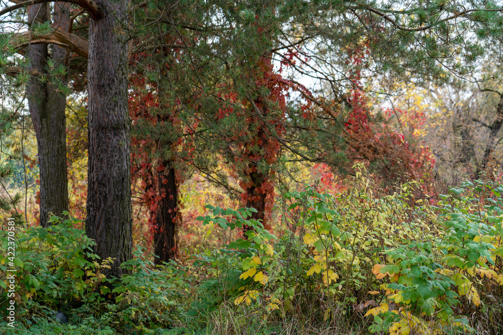 Colorful trees, tree trunks close-up. Idyllic fairy autumn landscape. Green, red, orange and yellow leaves. Natural pattern. Environmental conservation theme. Colorful trees, tree trunks close-up. Idyllic fairy autumn landscape. Green, red, orange and yellow leaves. Natural pattern. Environmental conservation theme.