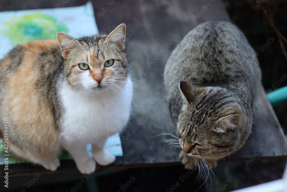 Obraz premium cat on the window