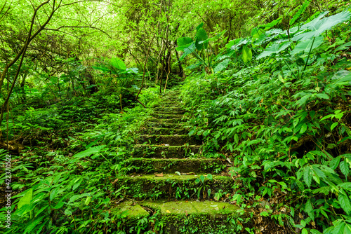 The forest stone stairs path passes through the forest in Zhushan Taiwan.