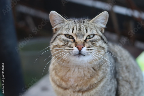 Fototapeta Naklejka Na Ścianę i Meble -  close up of a cat