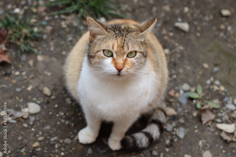 cat in the garden