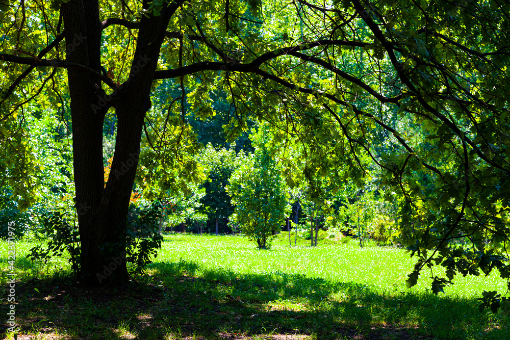 Trees in sunlight . Trees in sunlight .