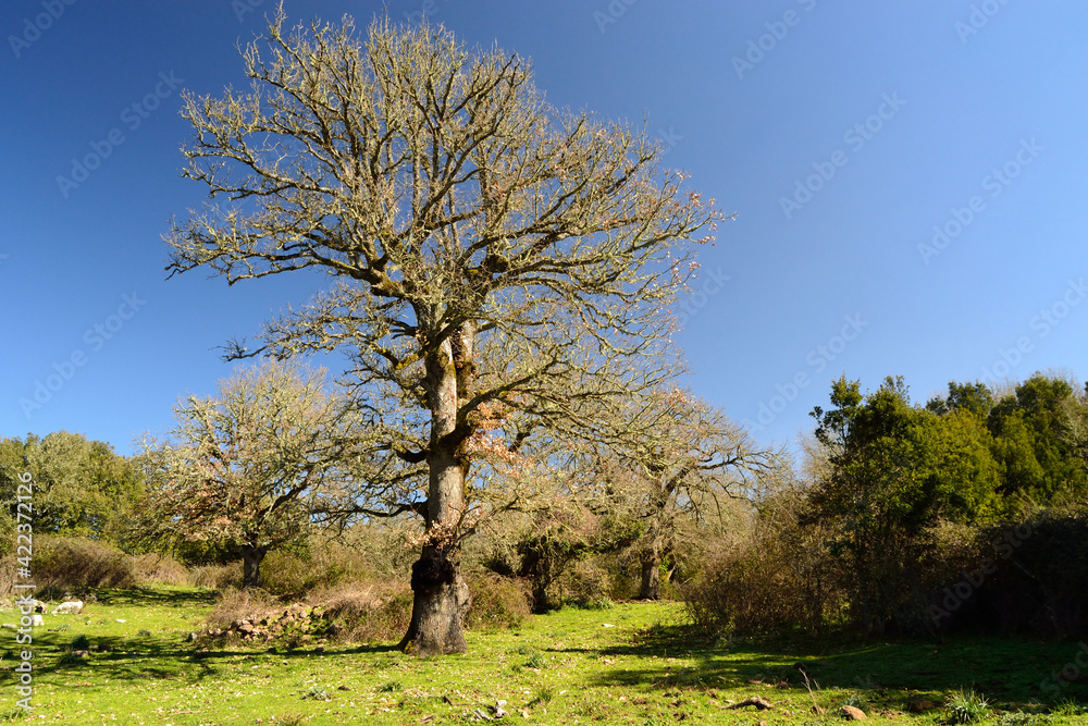 Obraz premium Il sentiero dei Grandi Alberi sul Monte Artu