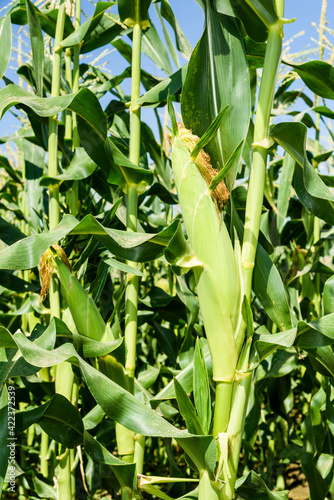 ripe corn soon to be harvest in the cornfield of Taiwan.