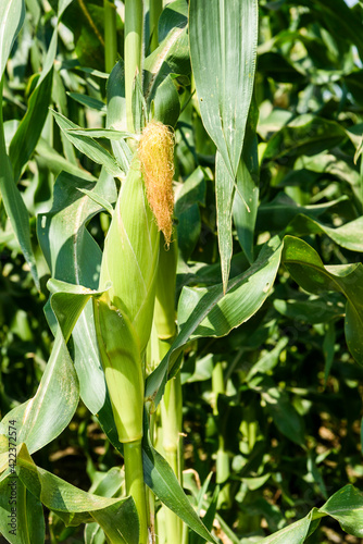 ripe corn soon to be harvest in the cornfield of Taiwan.