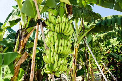 Close-up ripe banana growing on the banana tree in Taiwan.