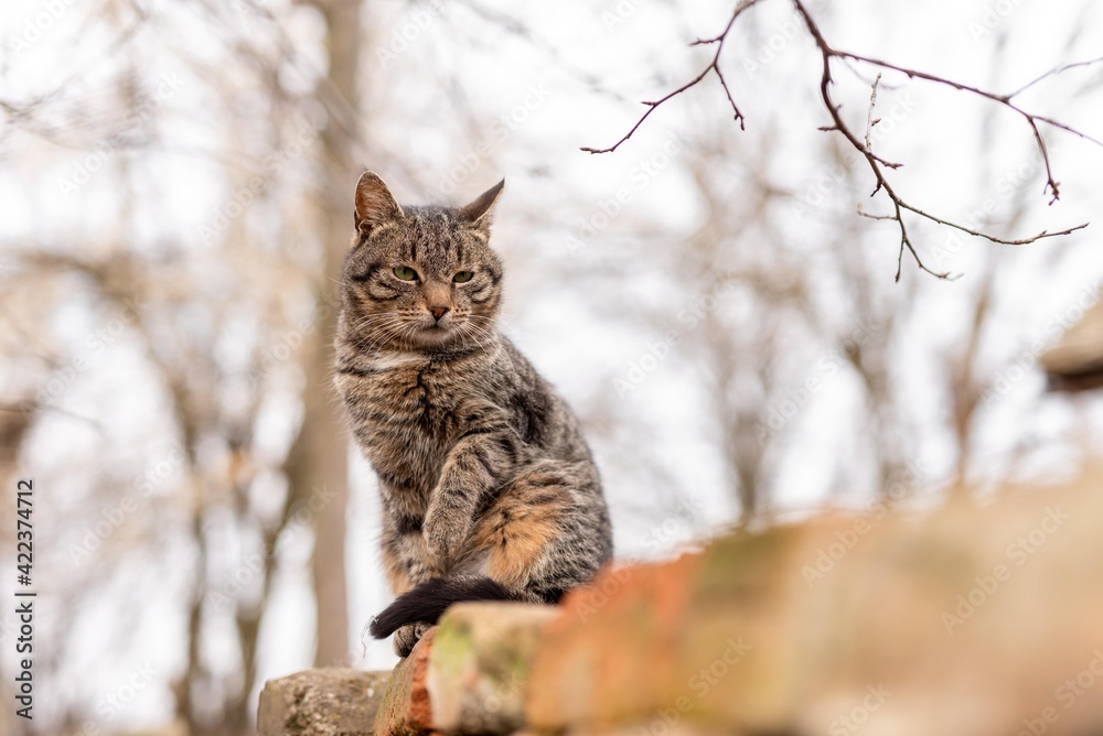 Obraz premium cat sitting on brick wall isolated