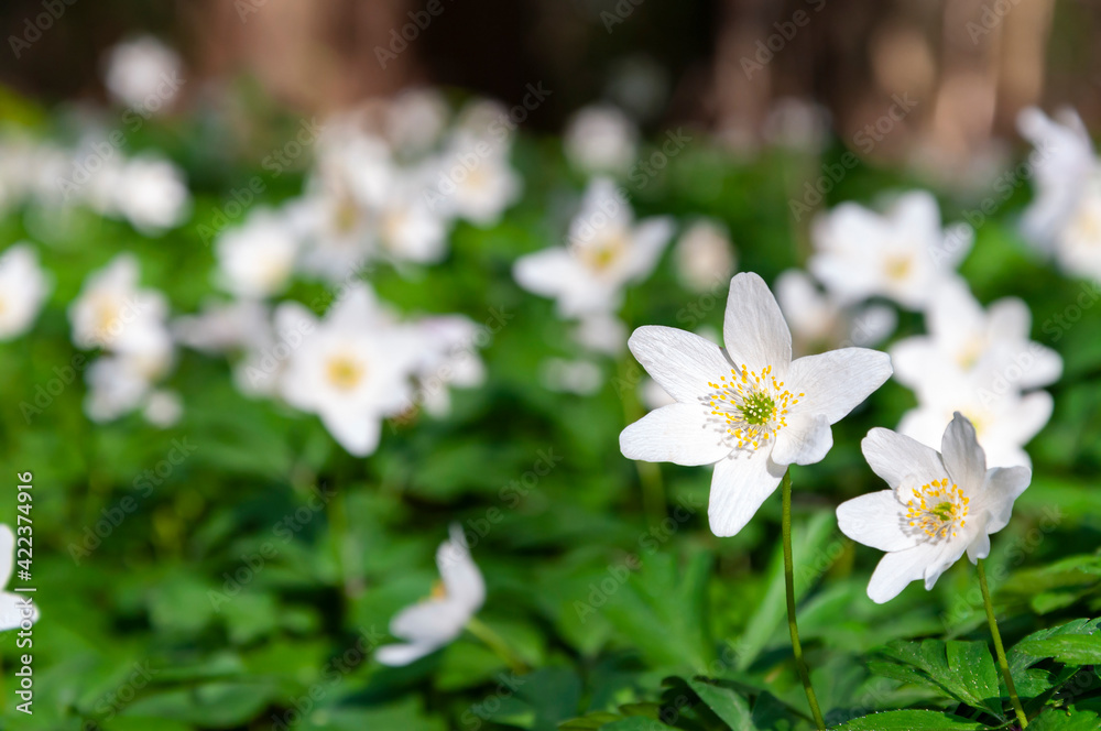 Obraz premium Primroses in the forest. White spring early forest flowers closeup on a background of green leaves and flowers out of focus.