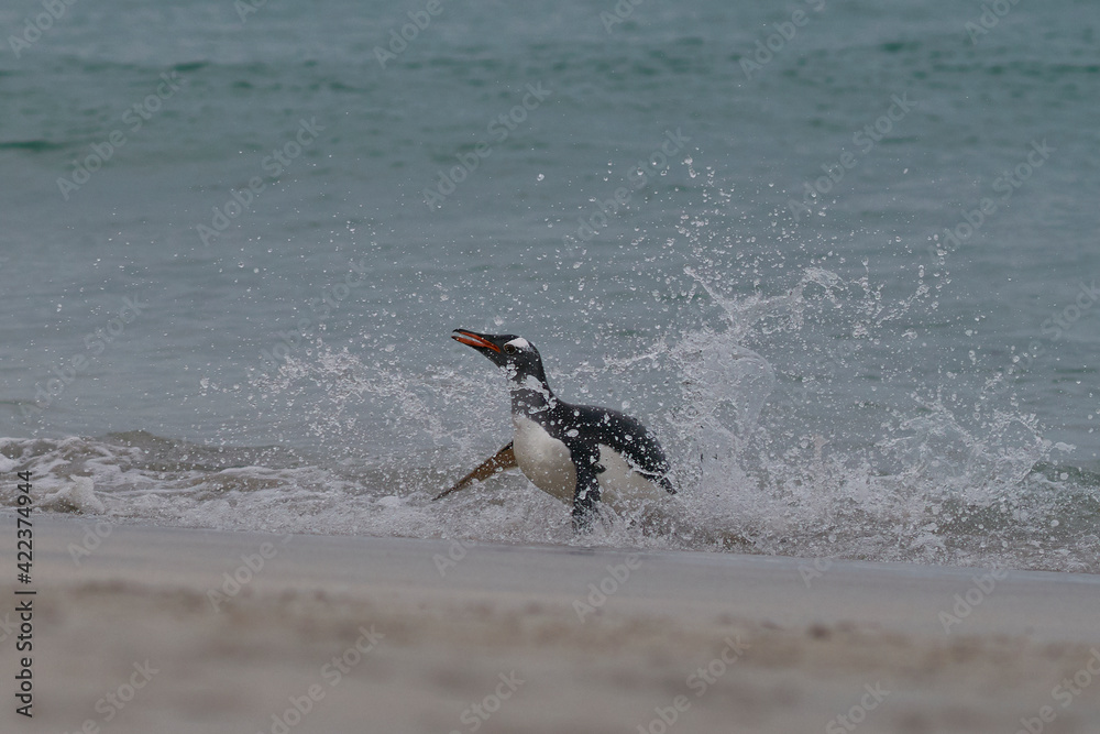 Gentoo Penguins (Pygoscelis papua) coming back to land after a day spent feeding at sea. Bleaker Island in the Falkland Islands. Gentoo Penguins (Pygoscelis papua) coming back to land after a day spent feeding at sea. Bleaker Island in the Falkland Islands.