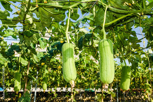 Фотография Close-up of loofah growing in the garden of Taiwan