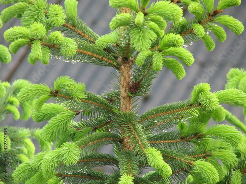 Bright green coniferous spring-spring green