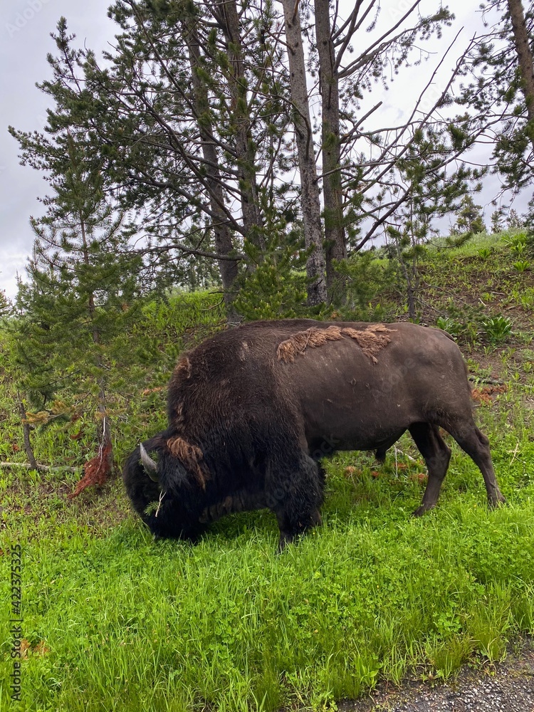 buffalo in the field buffalo in the field