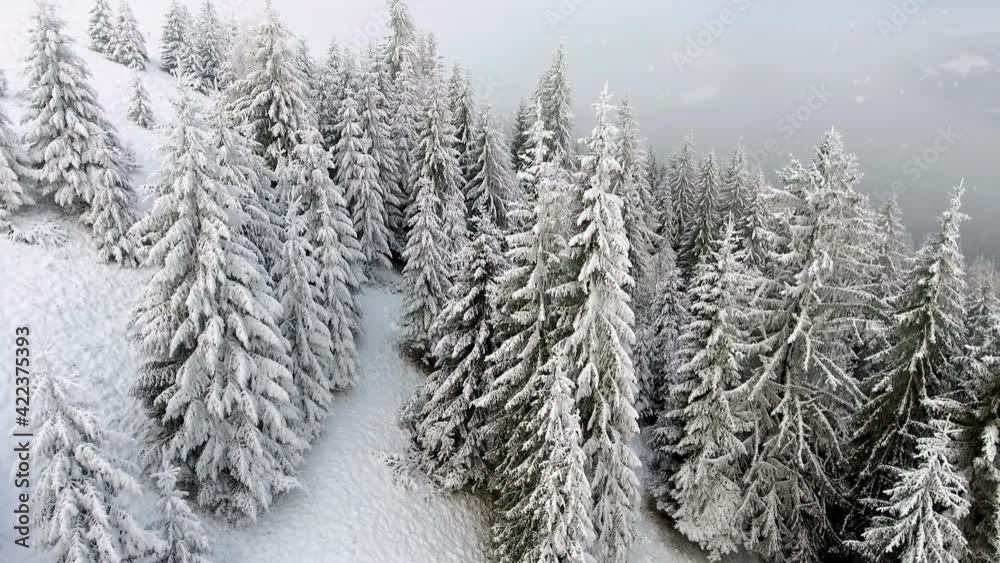 Aerial shot, 4K. Spruces covered with snow and frost. Flying over evergreen . Aerial shot, 4K. Spruces covered with snow and frost. Flying over evergreen .