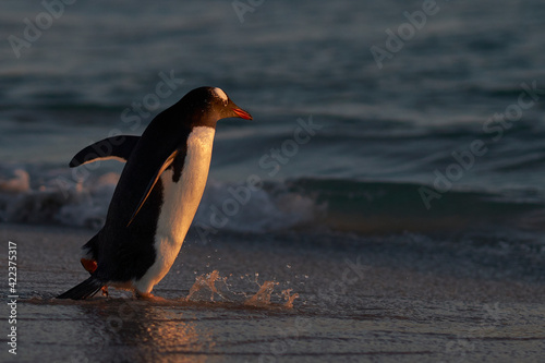 Gentoo Penguin (Pygoscelis papua) heading to sea early in the morning from a sandy beach on Bleaker Island in the Falkland Islands.