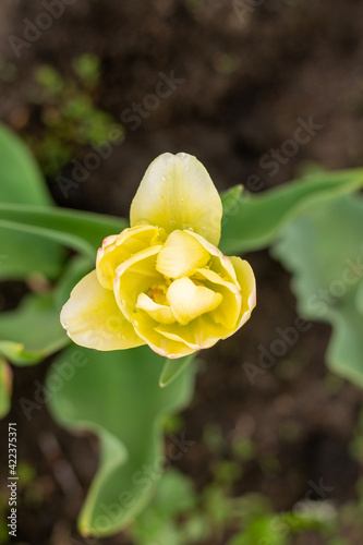 yellow tulips in the garden