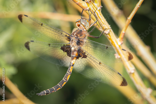 Prince Baskettail dragonfly watching for a prey photo