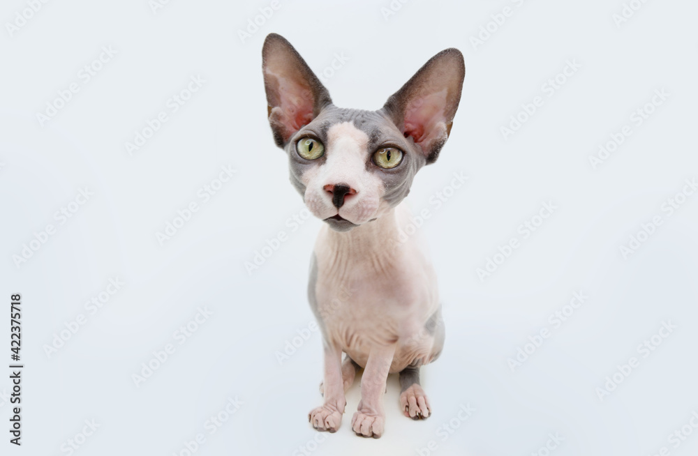 Funny Portrait sphynx cat. Isolated on white background. Funny Portrait sphynx cat. Isolated on white background.