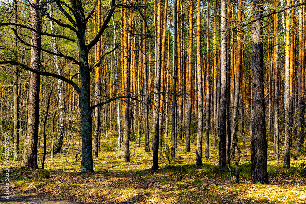 Early spring wood landscape of mixed thicket in Kampinoski Forest in Izabelin near Warsaw in Mazovia region of central Poland Early spring wood landscape of mixed thicket in Kampinoski Forest in Izabelin near Warsaw in Mazovia region of central Poland