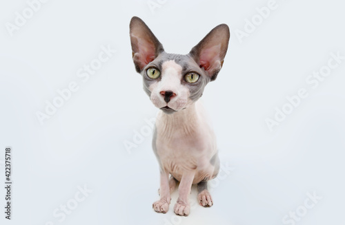 Funny Portrait sphynx cat. Isolated on white background.