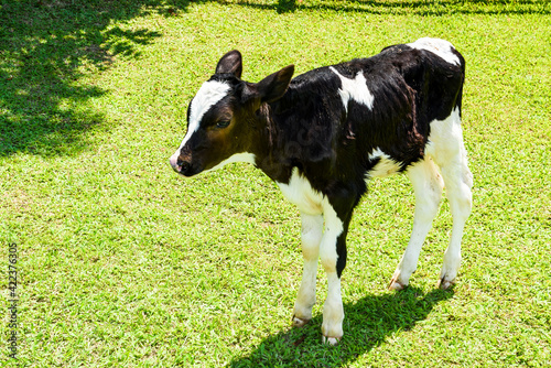 Young black and white calf at the dairy farm. Newborn baby cow. © BINGJHEN