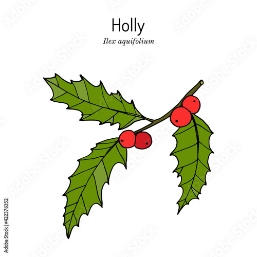 Holly Ilex aquifolium tree branch